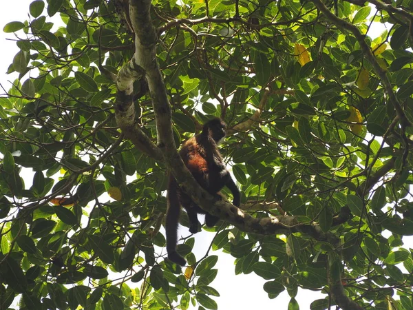Wild Monkey Jungle Costa Rica — Zdjęcie stockowe