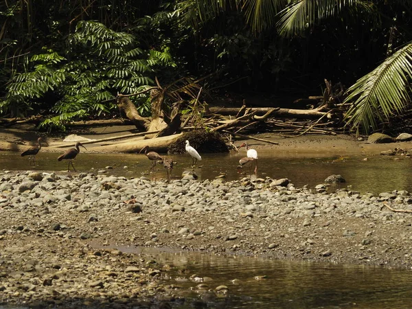 Άγριο Πτηνό Δέντρο Στην Κόστα Ρίκα — Φωτογραφία Αρχείου