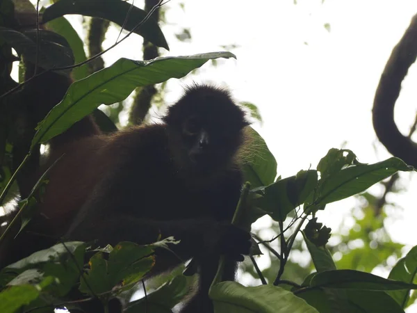 Wild Monkey Jungle Costa Rica — Stockfoto