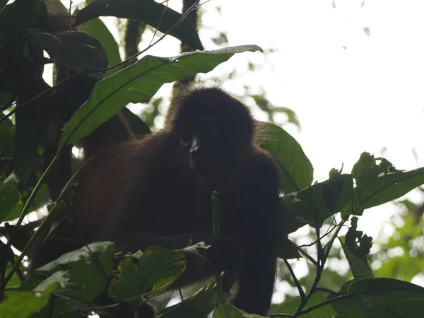 Wild Monkey Jungle Costa Rica — стокове фото