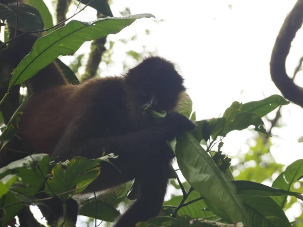 Scimmia Selvatica Nel Giugno Costa Rica — Foto Stock