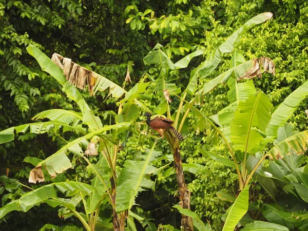 Wildvogel Einem Baum Costa Rica — Stockfoto