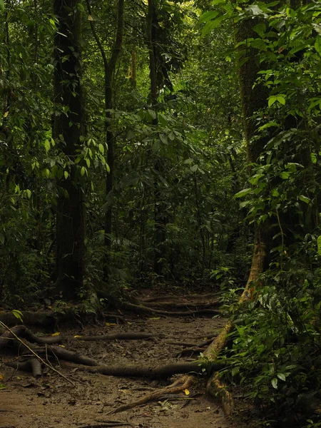 Wild Jungle Costa Rica —  Fotos de Stock