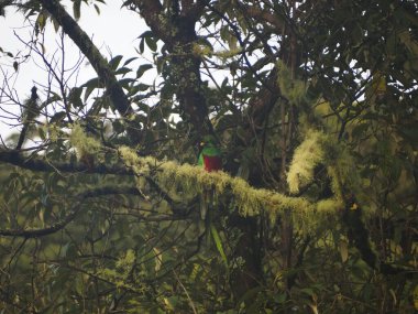 Kosta Rika 'da bir ağaçtaki vahşi kuş.