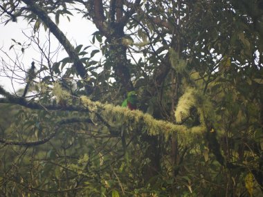 Kosta Rika 'da bir ağaçtaki vahşi kuş.