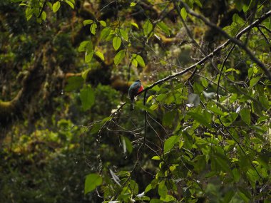 Kosta Rika 'da bir ağaçtaki vahşi kuş.