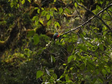 Kosta Rika 'da bir ağaçtaki vahşi kuş.