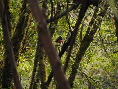 Kosta Rika 'da bir ağaçtaki vahşi kuş.