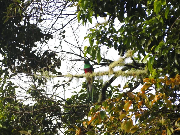 Wild Bird Tree Costa Rica — стокове фото