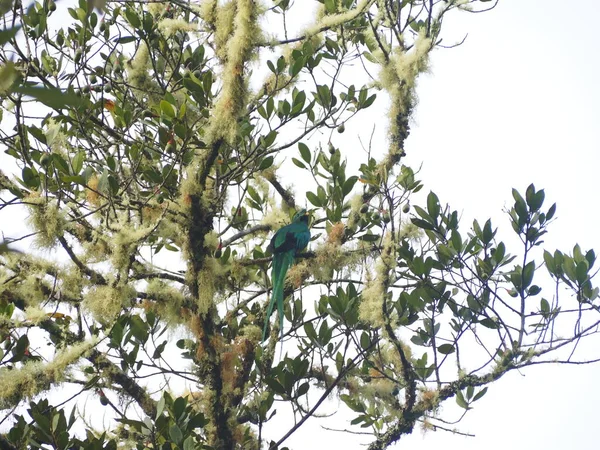Дикий Птах Дереві Коста Риці — стокове фото