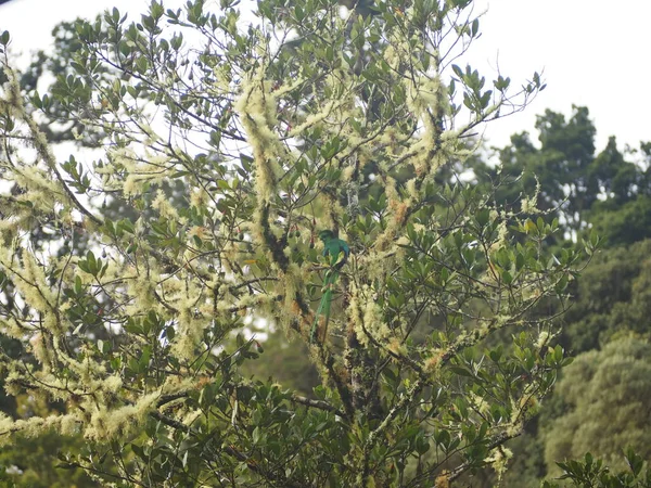 Wild Bird Tree Costa Rica — 스톡 사진