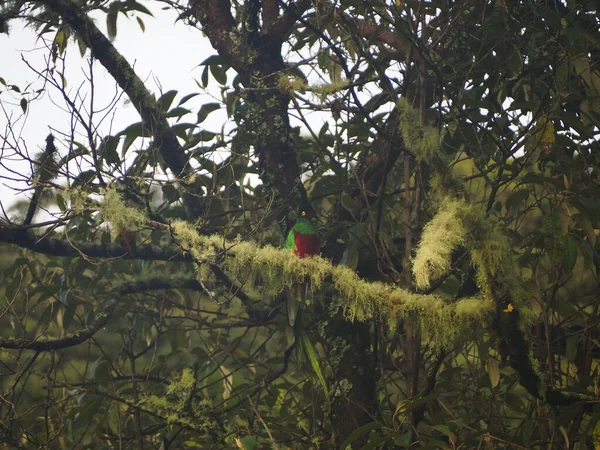 Wild Bird Tree Costa Rica — Zdjęcie stockowe