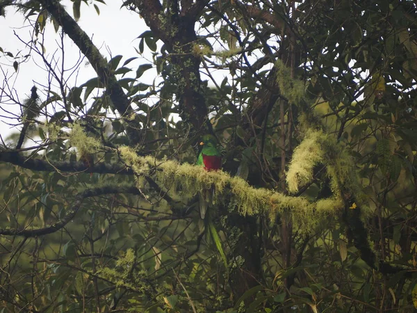 Kosta Rika 'da bir ağaçtaki vahşi kuş.