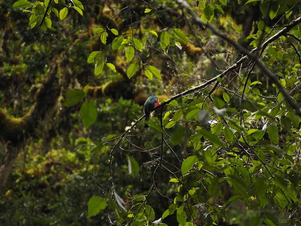 Divoký Pták Stromě Costa Rica — Stock fotografie