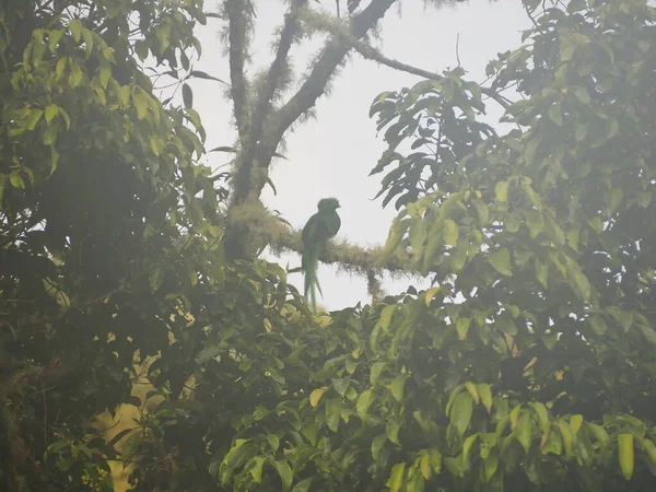 Wild Bird Tree Costa Rica — стокове фото