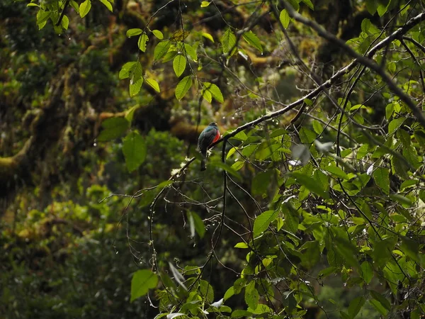 Kosta Rika Bir Ağaçtaki Vahşi Kuş — Stok fotoğraf