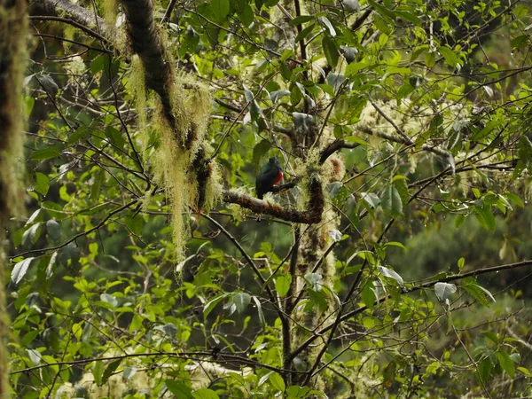 Wild Bird Tree Costa Rica — стокове фото