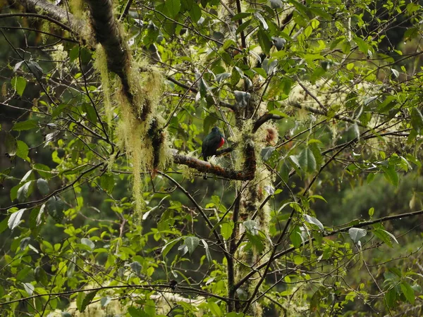 Wild Bird Tree Costa Rica — Fotografia de Stock