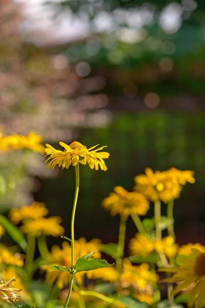Grupo Flores Amarelas Jardim Verão — Fotografia de Stock