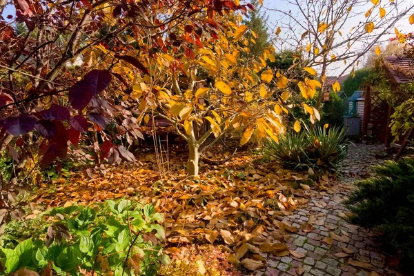 秋天种满了叶子的花岗岩的花园小径 图库图片