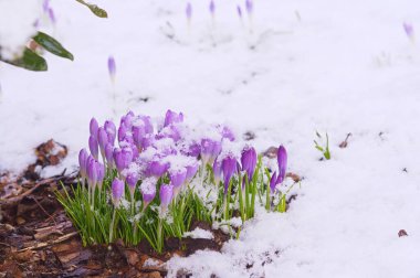 Baharın başlarında bahçede karla kaplı bir grup menekşe timsah. 