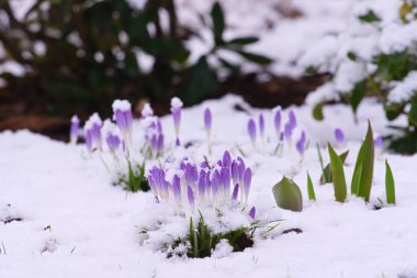 Baharın başlarında bahçede karla kaplı bir grup menekşe timsah. 