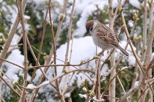 Grauer Sperling Winter Garten — Stockfoto