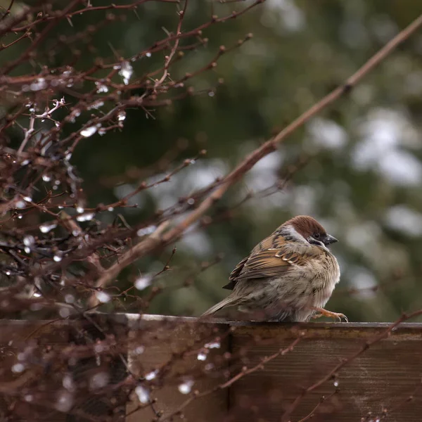 Grauer Sperling Winter Garten — Stockfoto