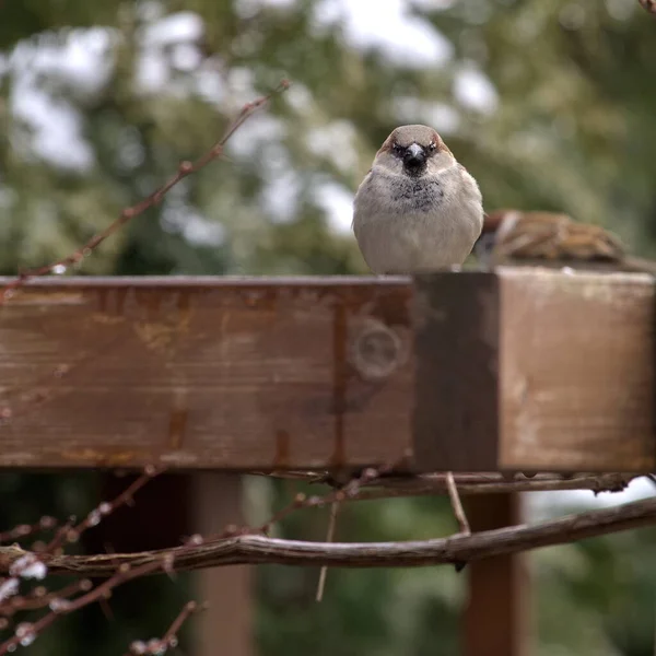 冬の庭の灰色の雀 — ストック写真