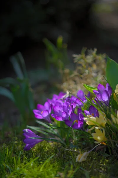 Egy Csapat Lila Crocus Tavasszal Kertben — Stock Fotó