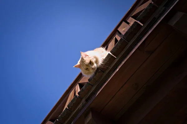 土屋木制阳台上的猫科动物 — 图库照片