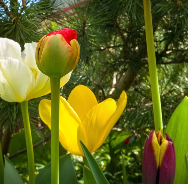 Různé Barevné Tulipány Slunečného Dne Zahradě — Stock fotografie