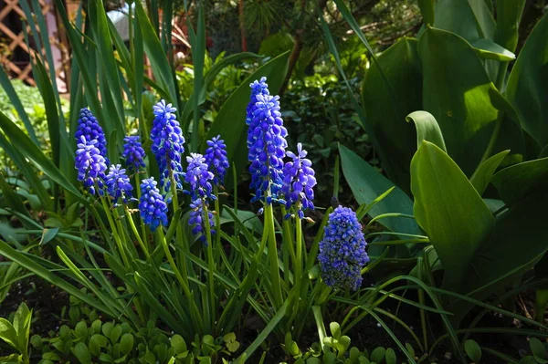 Flores Azuis Dia Ensolarado Primavera — Fotografia de Stock