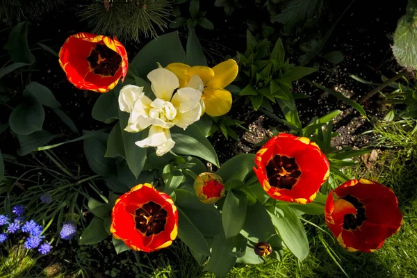 Pohled Shora Skupinu Červených Tulipánů Zahradě — Stock fotografie