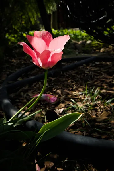 Růžový Tulipán Stojící Stínu Osvětlených Slunečních Paprsků — Stock fotografie