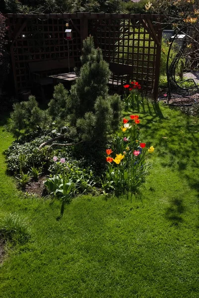 Jardín Con Césped Tulipanes Día Soleado Primavera — Foto de Stock