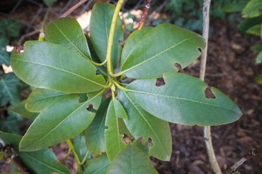 Hasta, bahçesinde delikler olan rhododendron bırakıyor. 