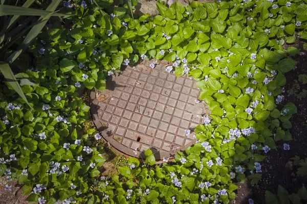 Lağım Çukuru Için Tankın Metal Örtüsü Çiçek Açan Menekşelerle Çevrili — Stok fotoğraf