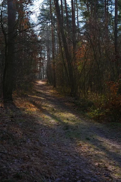 Barevné Listí Lese Jarním Ránu — Stock fotografie