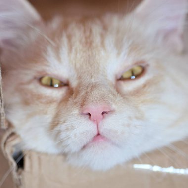 Uykulu Genç Maine Rakun Kedisi