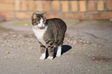 Dağınık kedi kırsal bir yolda duruyor. 