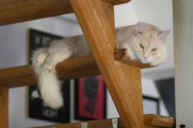 Tembel kedi Maine Rakun evdeki tahta merdivenlerde dinleniyor. 