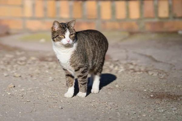 荒废的猫站在乡间土路上 — 图库照片