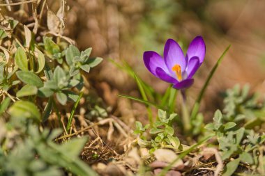 Bahçede ilkbaharda mor tarla çiçeği 