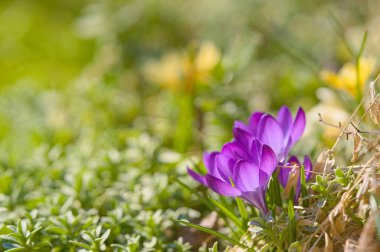 Bahçede ilkbaharın başlarında Crocus çiçekleri