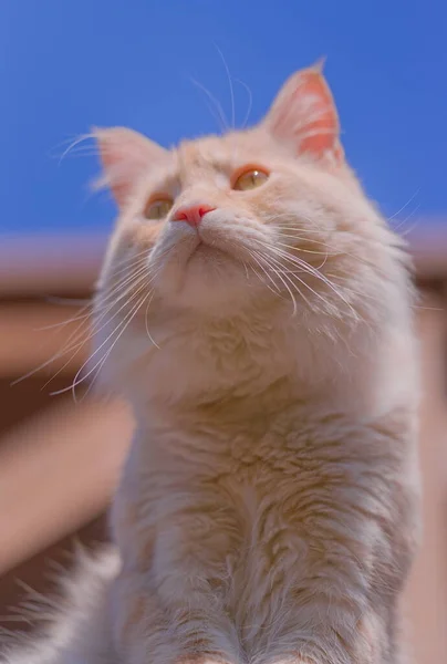 Maine Coon Cat Balcony Full Sun — Stock Photo, Image