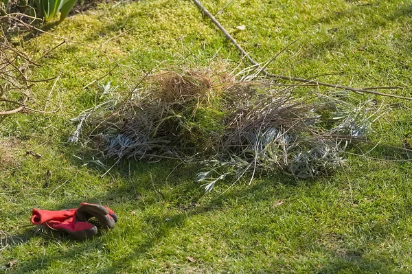 Een Stapel Oude Planten Het Gazon — Stockfoto