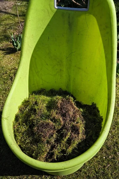 Een Emmer Vol Mos Verwijderd Van Het Gazon Voorjaarstuin — Stockfoto