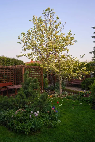Yellow Magnolia Wooden Gazebo Spring Garden — Stock Photo, Image