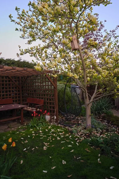 Magnolia Amarilla Cenador Madera Primavera Jardín — Foto de Stock